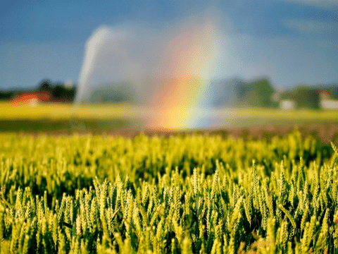 Pope Francis’ message for World Day of Prayer for the Care of Creation