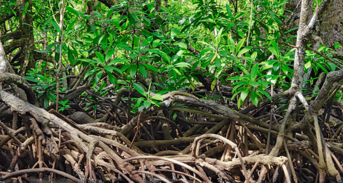 Saving the Philippines and the planet
