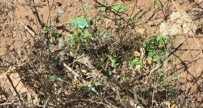 The plastic that kills The plastic that kills