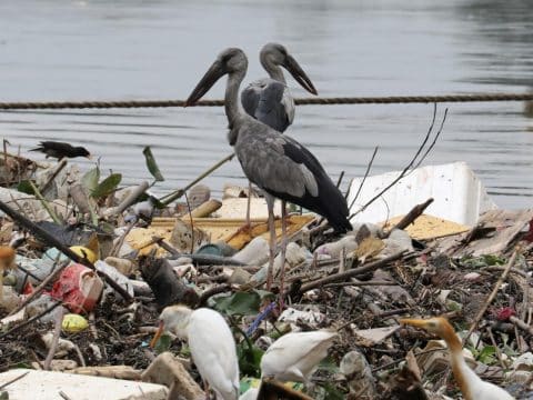 Save the biodiversity of the planet Save the biodiversity of the planet