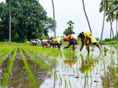 Archbishop seeks help for India’s rice farmers Archbishop seeks help for India’s rice farmers