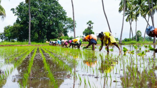 Archbishop seeks help for India’s rice farmers