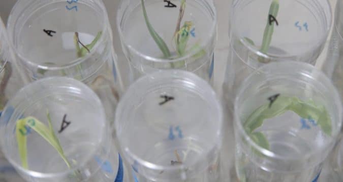 Doubts as Kenya’s government lifts ban on genetically modified food 