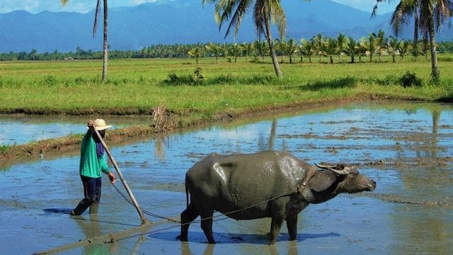 Filipino farmers demand end to rice hoarding and profiteering