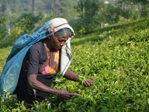Sri Lanka’s bishops appeal on behalf of plantation workers Sri Lanka’s bishops appeal on behalf of plantation workers