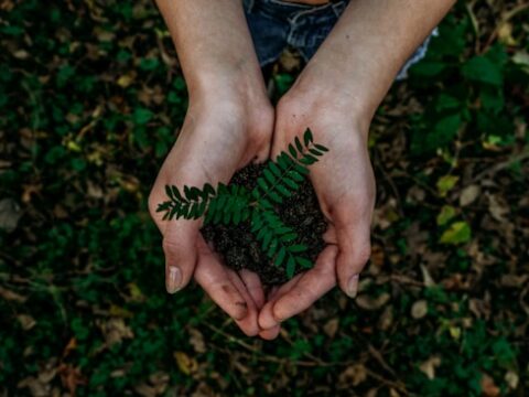 The Way and the Word Chinese and Christian paths to ecology